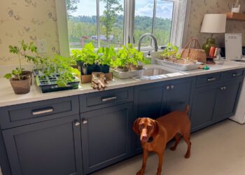 Issues I am Loving Currently – A Wholesome Slice of Life