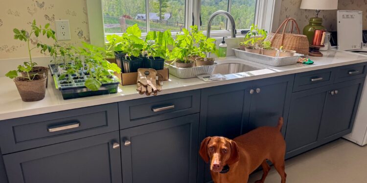 Issues I am Loving Currently – A Wholesome Slice of Life