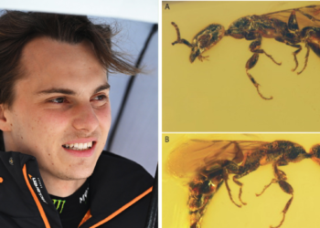 F1 Information 2026: Oscar Piastri wasp title rationalization Gwesped piastrii