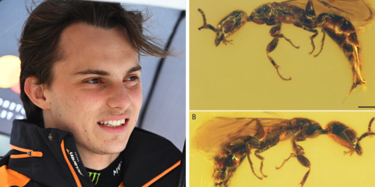 F1 Information 2026: Oscar Piastri wasp title rationalization Gwesped piastrii