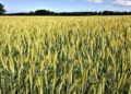 Wheat Falls into the Weekend
