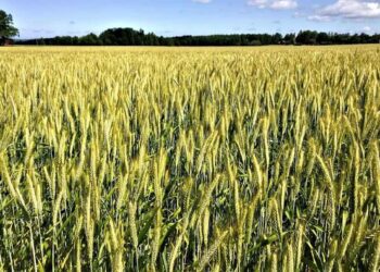 Wheat Falls into the Weekend