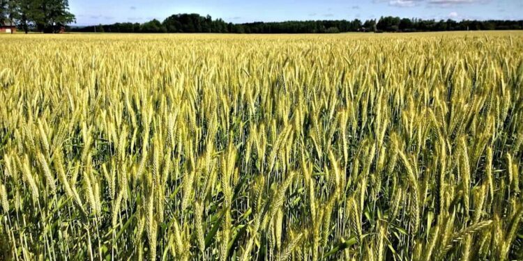 Wheat Falls into the Weekend