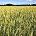 Wheat Falls into the Weekend