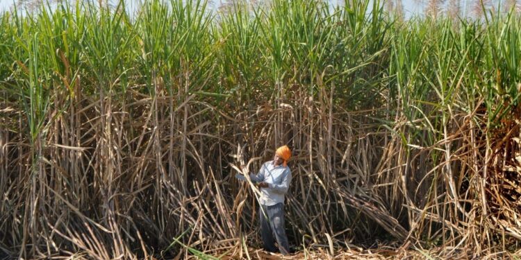 ‘Progressive and farmer pleasant’: ISMA welcomes Centre’s ₹10 hike in sugarcane FRP