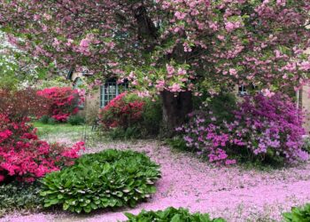 11 Readers Share Their Stunning Gardens