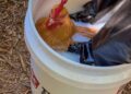 The Much less Glamorous Facet of Chickens