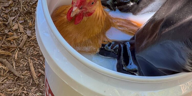 The Much less Glamorous Facet of Chickens