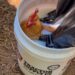 The Much less Glamorous Facet of Chickens