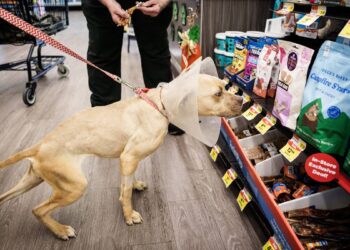 One other pet provides retailer operator recordsdata Chapter 11 chapter