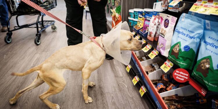 One other pet provides retailer operator recordsdata Chapter 11 chapter