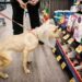One other pet provides retailer operator recordsdata Chapter 11 chapter