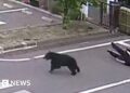 Man attacked by bear at metal works in Japan