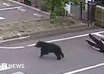 Man attacked by bear at metal works in Japan