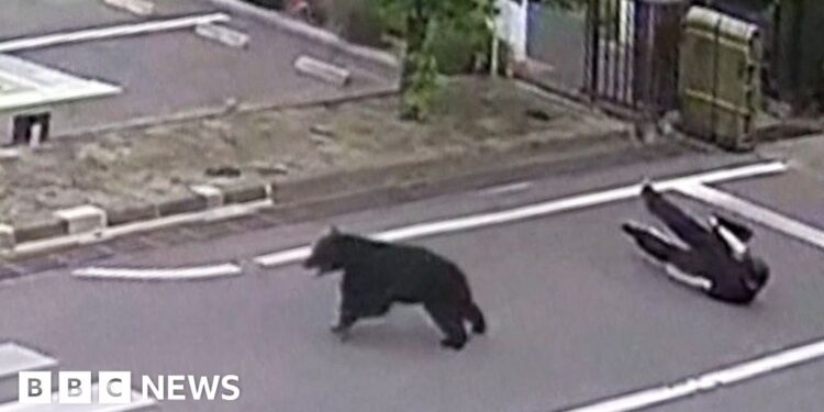 Man attacked by bear at metal works in Japan