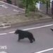Man attacked by bear at metal works in Japan