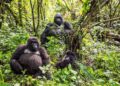 What Gorilla Trekking within the DRC Teaches You About Wilderness