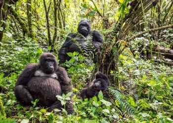 What Gorilla Trekking within the DRC Teaches You About Wilderness