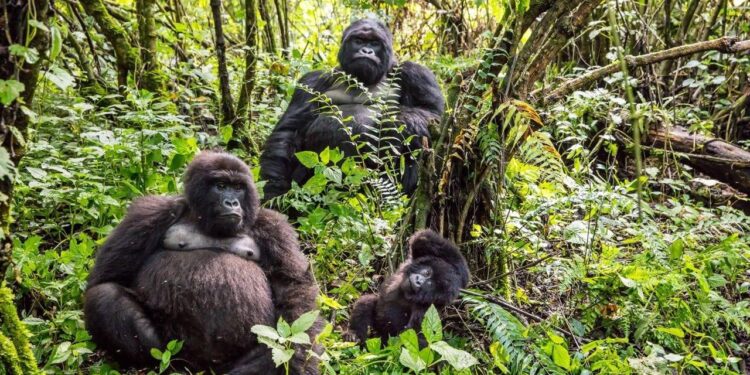 What Gorilla Trekking within the DRC Teaches You About Wilderness