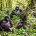 What Gorilla Trekking within the DRC Teaches You About Wilderness