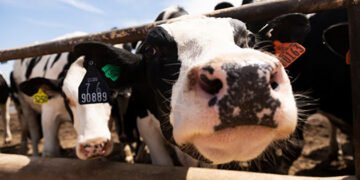The Forgotten Triumph of Rinderpest Eradication, and the Price of Ignoring Its Lesson — International Points