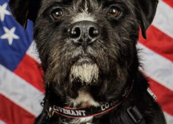 Vote for Your Favourite Hero Canine