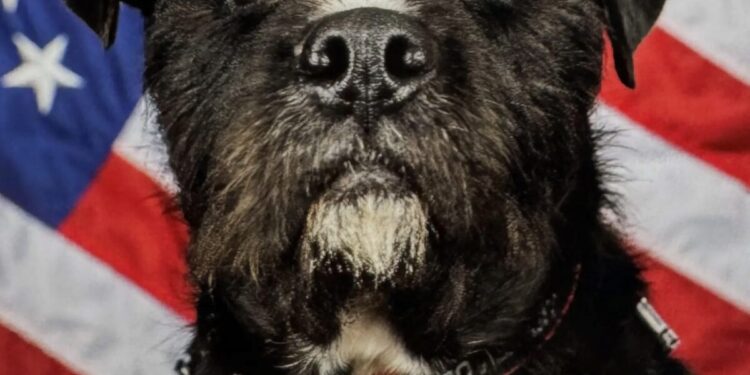 Vote for Your Favourite Hero Canine