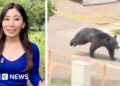 Japanese bear on the run after injuring 4 individuals