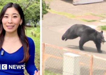 Japanese bear on the run after injuring 4 individuals