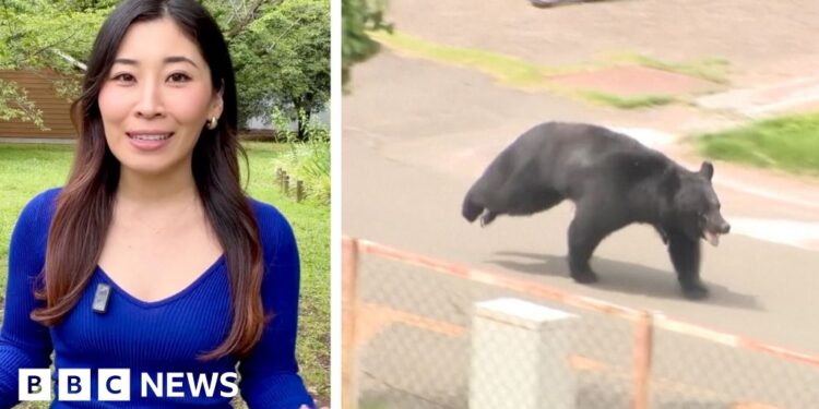 Japanese bear on the run after injuring 4 individuals