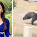 Japanese bear on the run after injuring 4 individuals
