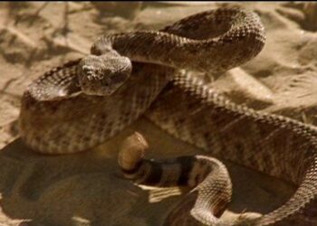 VENOMOUS Fred Olen Ray snake motion – free on YouTube