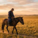 Mongolia: Mongolian proverb of the day: ‘A horse is aware of the highway, even when its rider doesn’t’ — A lesson in intuition, reminiscence, and inherited knowledge throughout the steppe