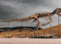 One of many world’s largest T. rex skeletons is heading to public sale with a price ticket of as much as $30 million, and the 67-million-year-old big might grow to be the following record-breaking dinosaur fossil sale