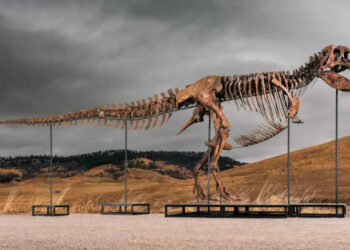 One of many world’s largest T. rex skeletons is heading to public sale with a price ticket of as much as $30 million, and the 67-million-year-old big might grow to be the following record-breaking dinosaur fossil sale