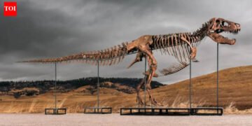One of many world’s largest T. rex skeletons is heading to public sale with a price ticket of as much as $30 million, and the 67-million-year-old big might grow to be the following record-breaking dinosaur fossil sale