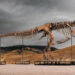 One of many world’s largest T. rex skeletons is heading to public sale with a price ticket of as much as $30 million, and the 67-million-year-old big might grow to be the following record-breaking dinosaur fossil sale