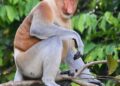 Kota Kinabalu River Cruise: The Mangrove No person Pictures