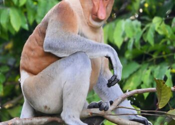 Kota Kinabalu River Cruise: The Mangrove No person Pictures