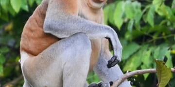 Kota Kinabalu River Cruise: The Mangrove No person Pictures