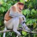 Kota Kinabalu River Cruise: The Mangrove No person Pictures