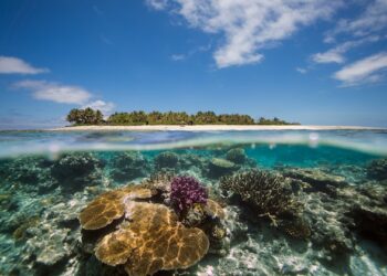 Human-Brought on Local weather Change, Not El Niño, Drives Most Coral Bleaching Occasions – Analysis — International Points