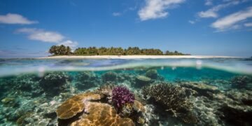 Human-Brought on Local weather Change, Not El Niño, Drives Most Coral Bleaching Occasions – Analysis — International Points