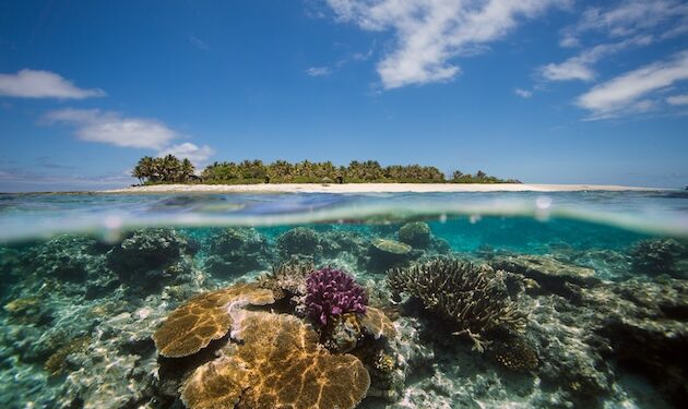 Human-Brought on Local weather Change, Not El Niño, Drives Most Coral Bleaching Occasions – Analysis — International Points