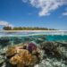 Human-Brought on Local weather Change, Not El Niño, Drives Most Coral Bleaching Occasions – Analysis — International Points