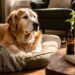 Mushroom Dietary supplements for Canine and Neurological Well being