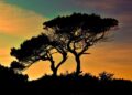 Tenting in Cyprus by Campervan: Guidelines, Campsites, and Life on the Street