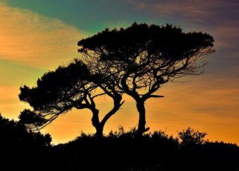 Tenting in Cyprus by Campervan: Guidelines, Campsites, and Life on the Street
