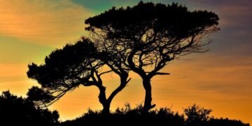 Tenting in Cyprus by Campervan: Guidelines, Campsites, and Life on the Street