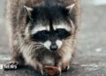 Why Jimothy the raccoon has grow to be a mega meme on-line